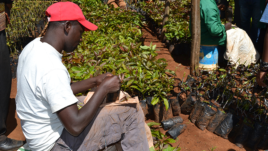 Avocado seedling grafting. Photo: Laura MacInnis/GEF